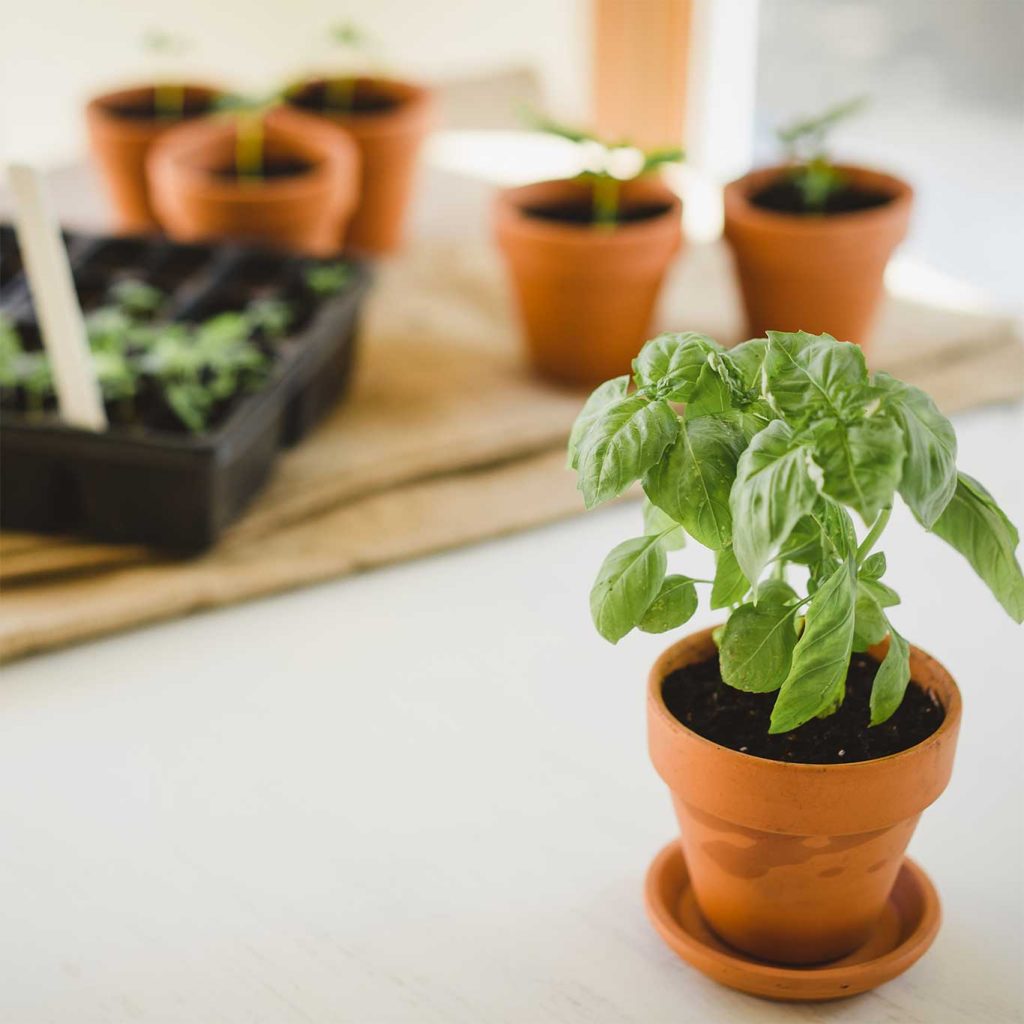Growing-Basil-Plant