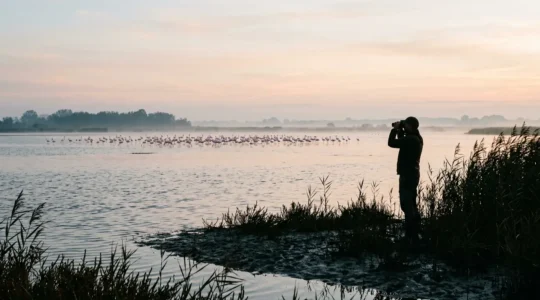 Birdwatcher con binocolo osserva fenicotteri rosa nel Delta del Po all'alba