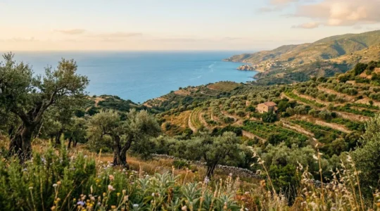 Paesaggio panoramico del Cilento con ulivi secolari e vista sul mare mediterraneo